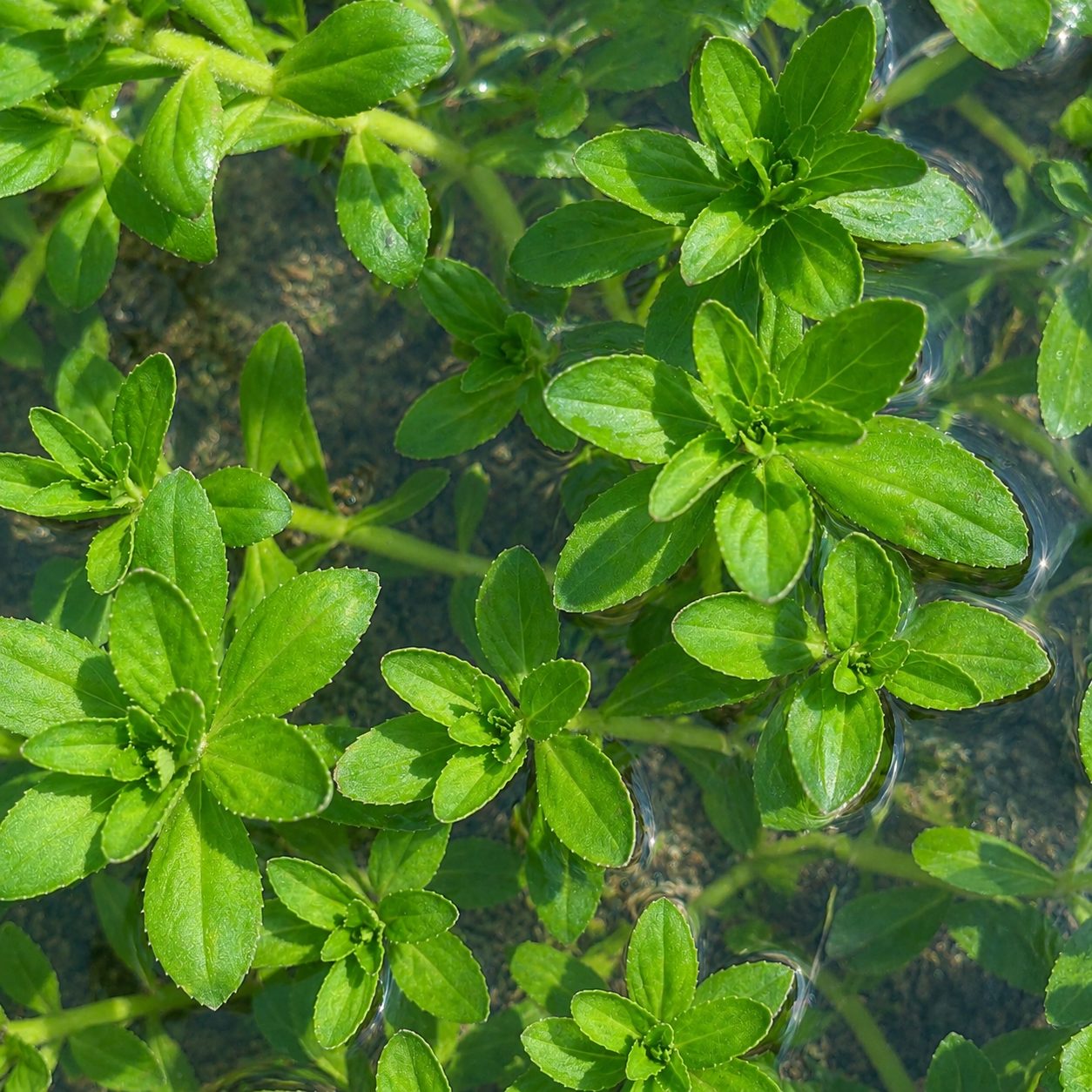 Combo :10 special live aquarium plant . Easy for beginners . BUY 2 GET 1 FREE