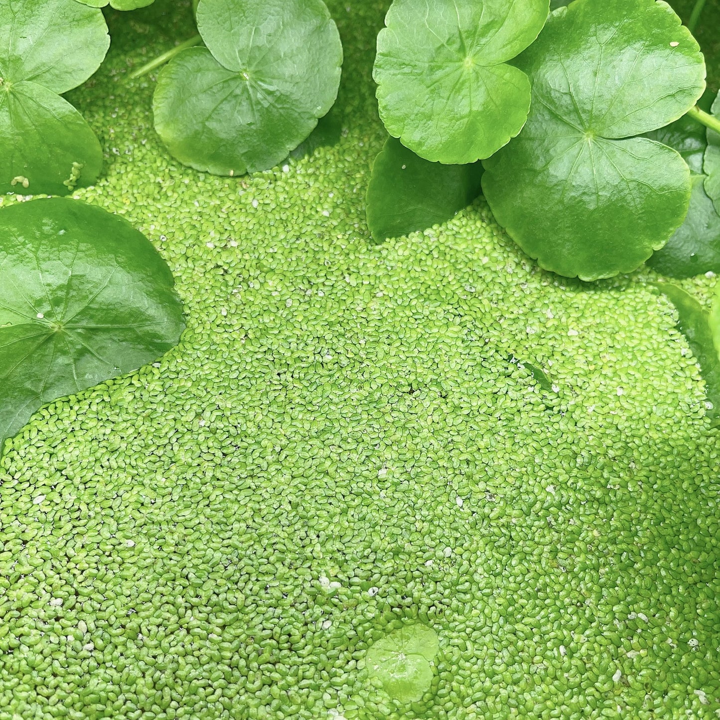 2000+ duckweed live aquarium plants. BUY 2 GET 2 FREE