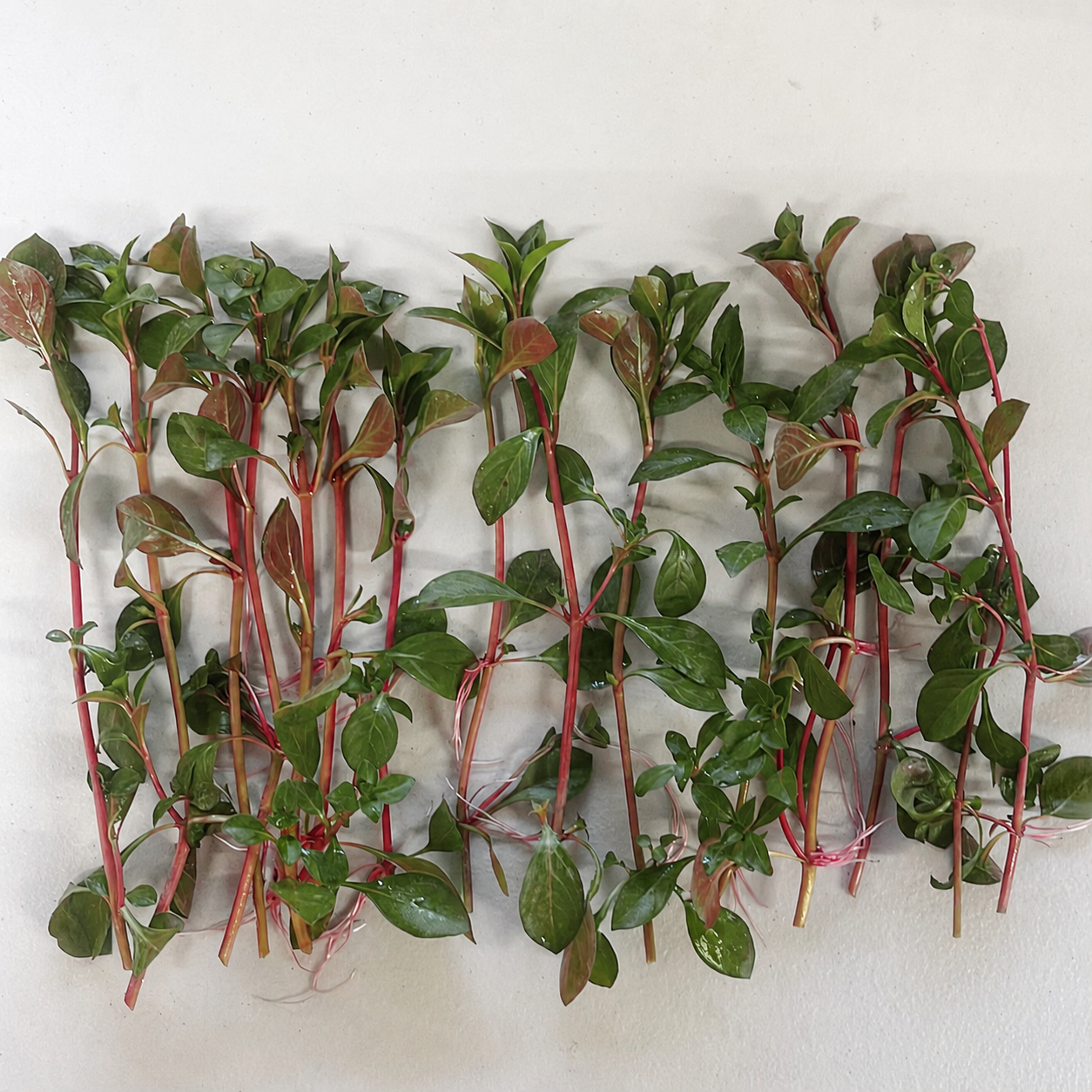 Bundle 25+ Stems  6 Species Live Aquarium Plants Package BUY 2 GET 1 FREE