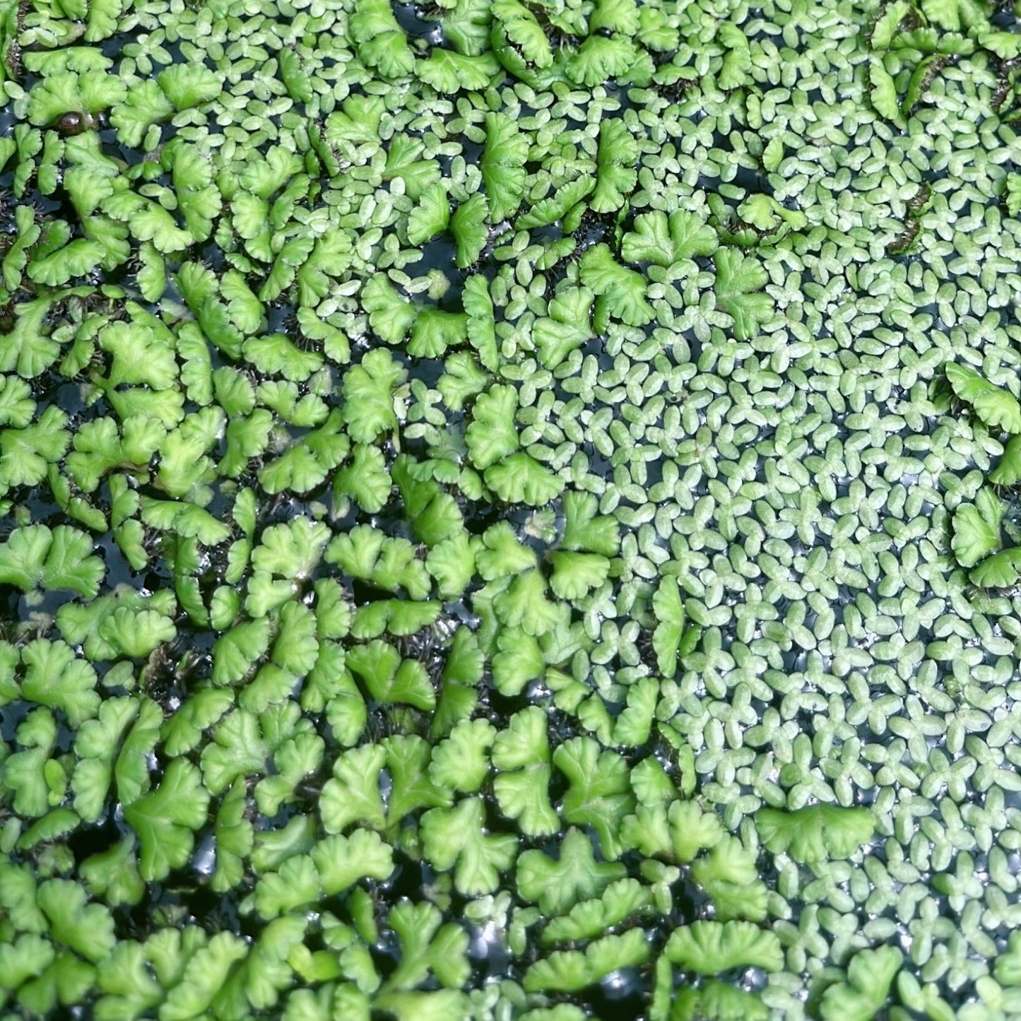 100+ purple fringed riccia & duckweed mixed buy 2 get 1 free
