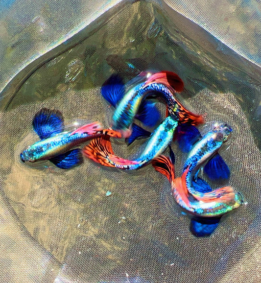 Dumbo mosaic guppy fish