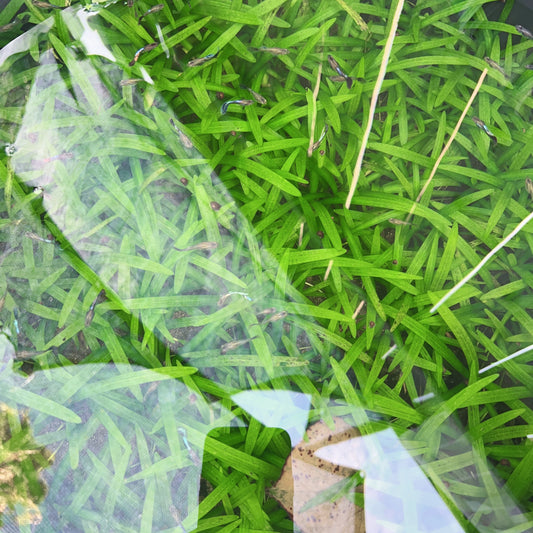 10x Dwarf Sagittaria live aquarium plant buy 2 get 1 free