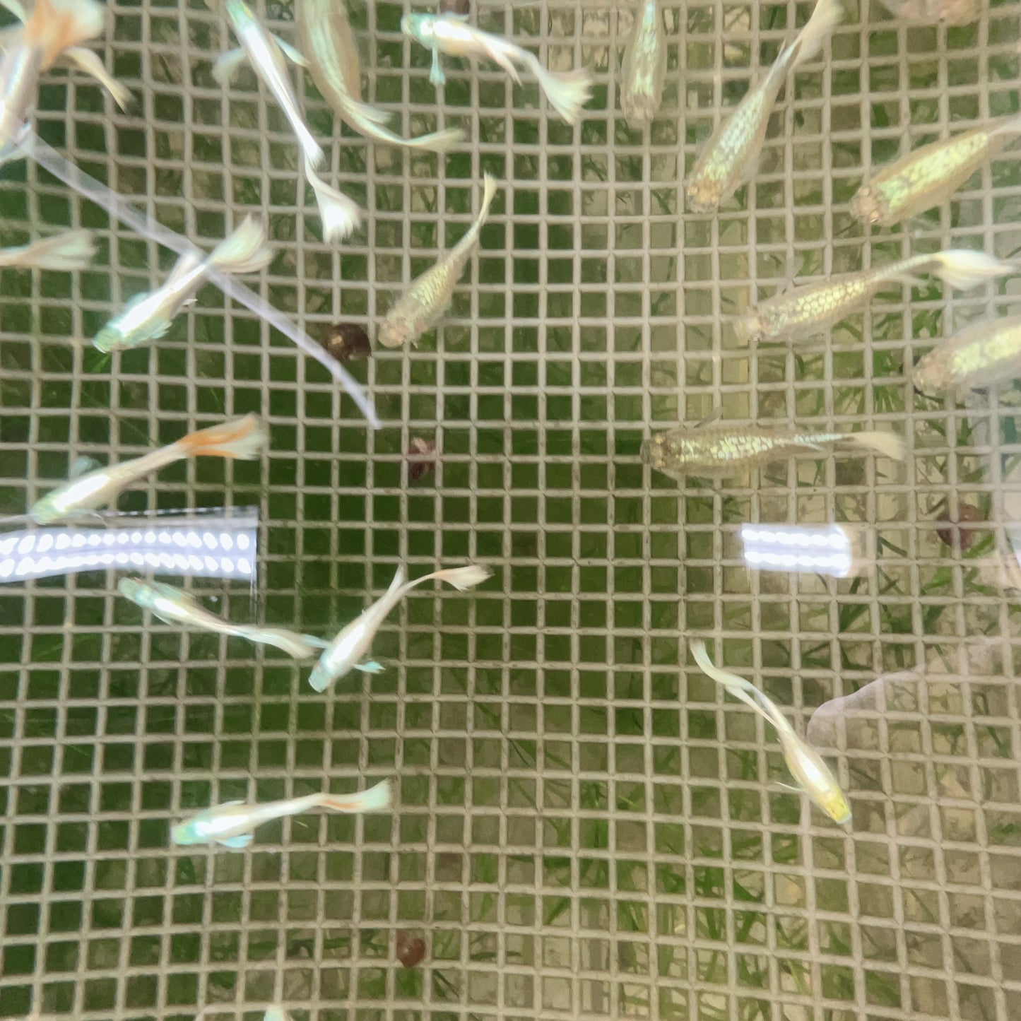 German White guppy