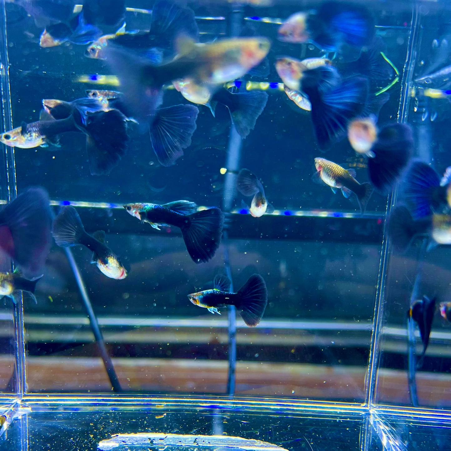 HB blue guppy