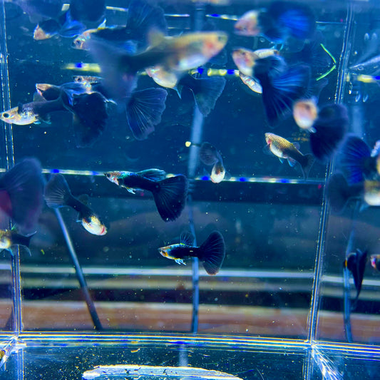 HB blue guppy