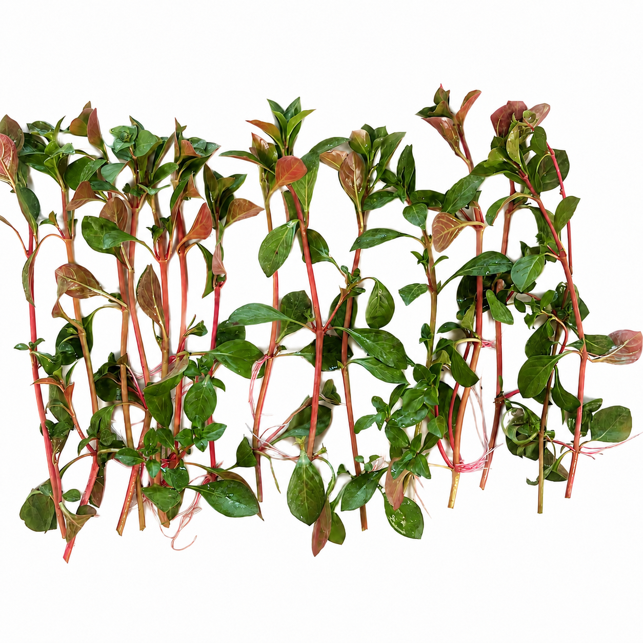 20+ stems Ludwigia repens fresh live aquarium plant. Easy for beginners. BUY 2 GET 1 FREE