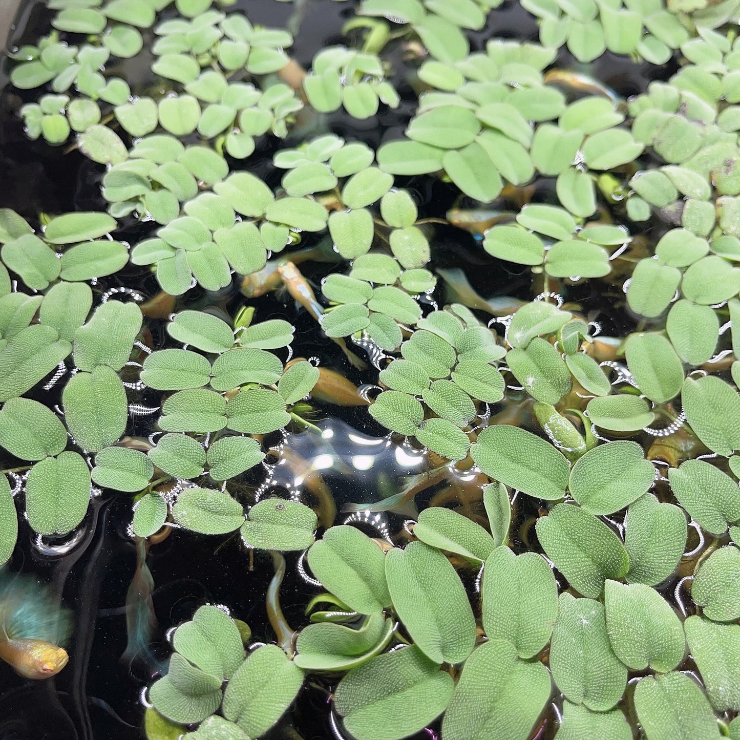 6 Different Species  Floating Plant Combo Mix Live Aquarium  Buy 2 Get 1 Free