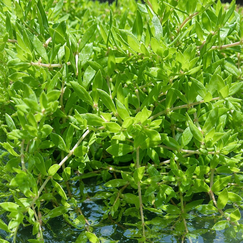 8+ stems Gold Moss Stonecrop( Japan Bitter Herb) live aquarium plant