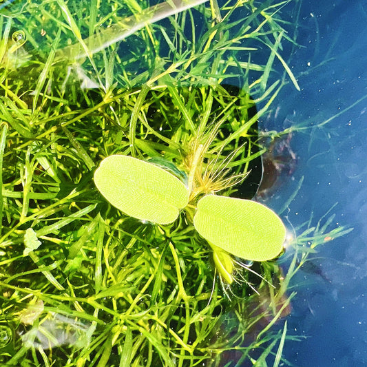 30+ leaf Salvinia Oblongifolia free shipping buy 2 get 2 free