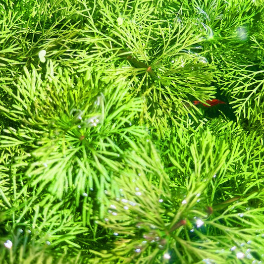 8+ Stems Ambulia Limnophila Indica Live Aquarium Plants BUY 2 GET 1 FREE