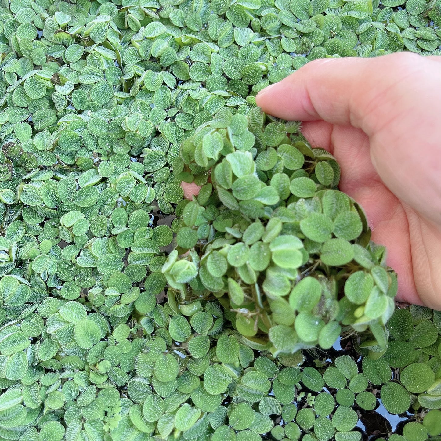 100+ Leaf Water Spangles Salvinia Minima Live Aquarium Plant Buy 2 Get 1 Free