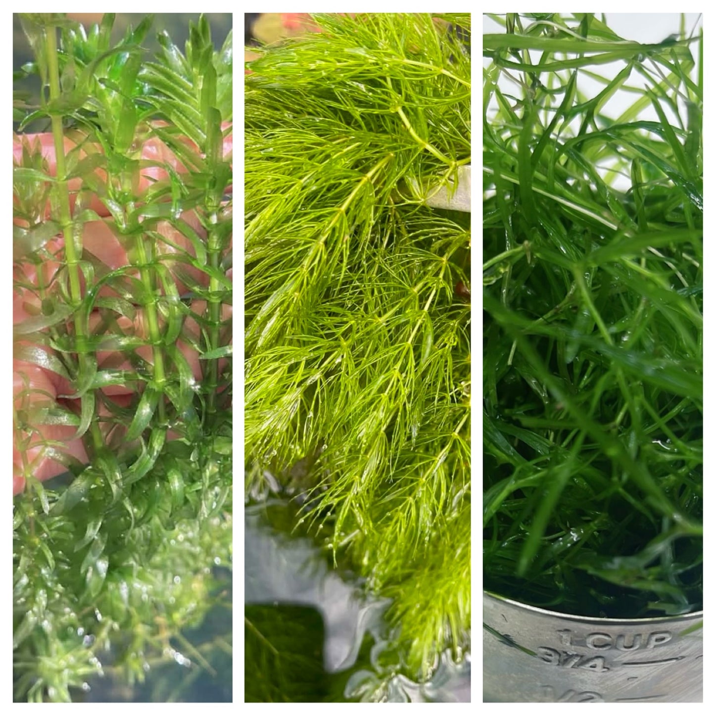 BUY 2 GET 1 Anacharis + Hornwort+ Guppy Grass Bundle Aquarium Plants