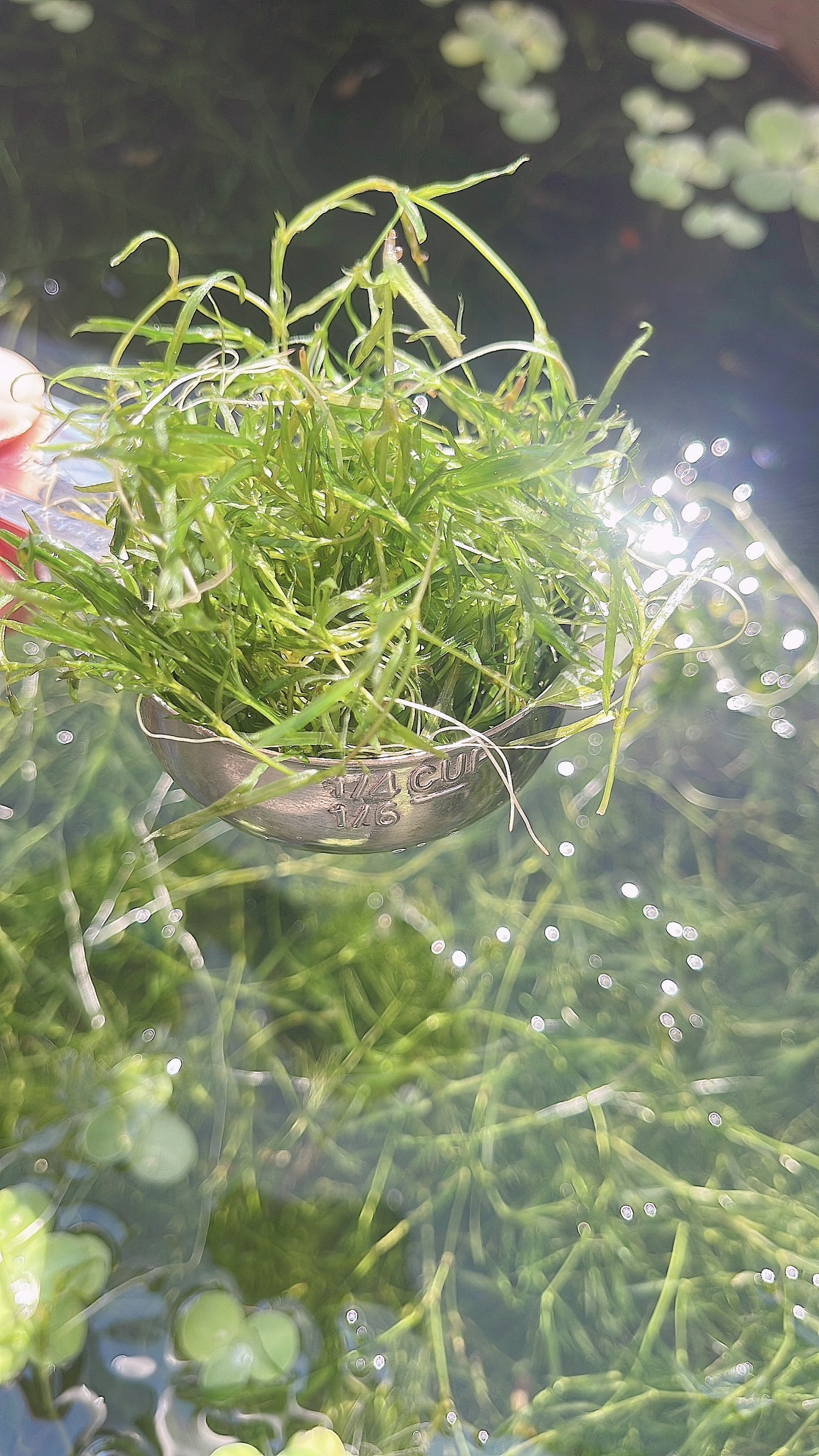 2 Ounce  Cup + Buy 2 Get 4 Free Guppy Grass Guadalupens Live Aquarium Plants