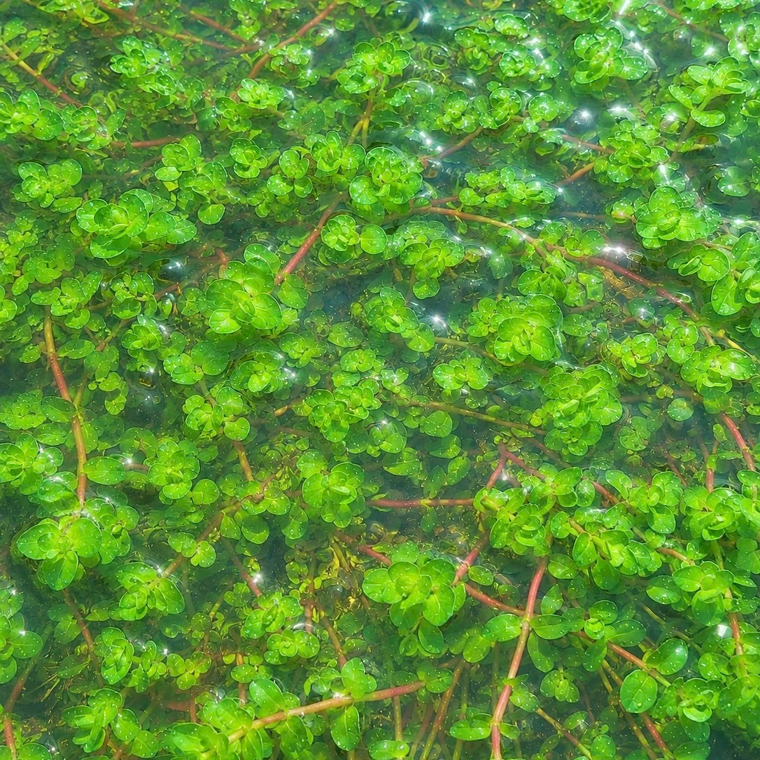 Bundle 25+ Stems  6 Species Live Aquarium Plants Package BUY 2 GET 1 FREE