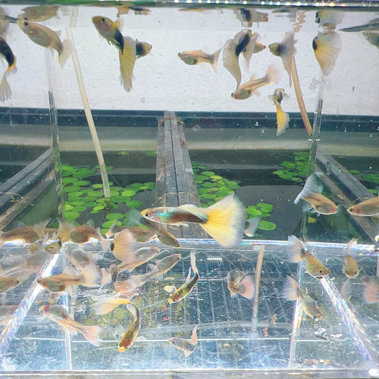 HB yellow guppy
