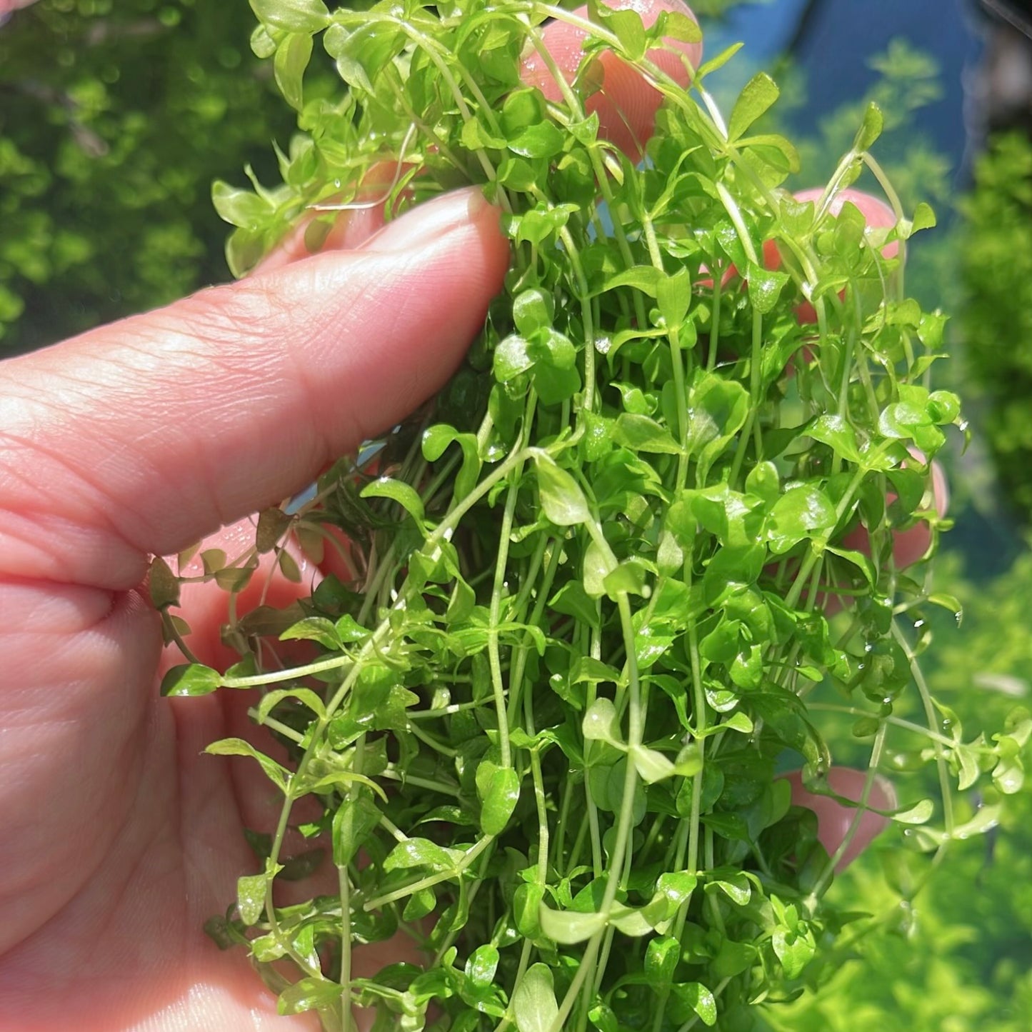 Combo :10 special live aquarium plant . Easy for beginners . BUY 2 GET 1 FREE
