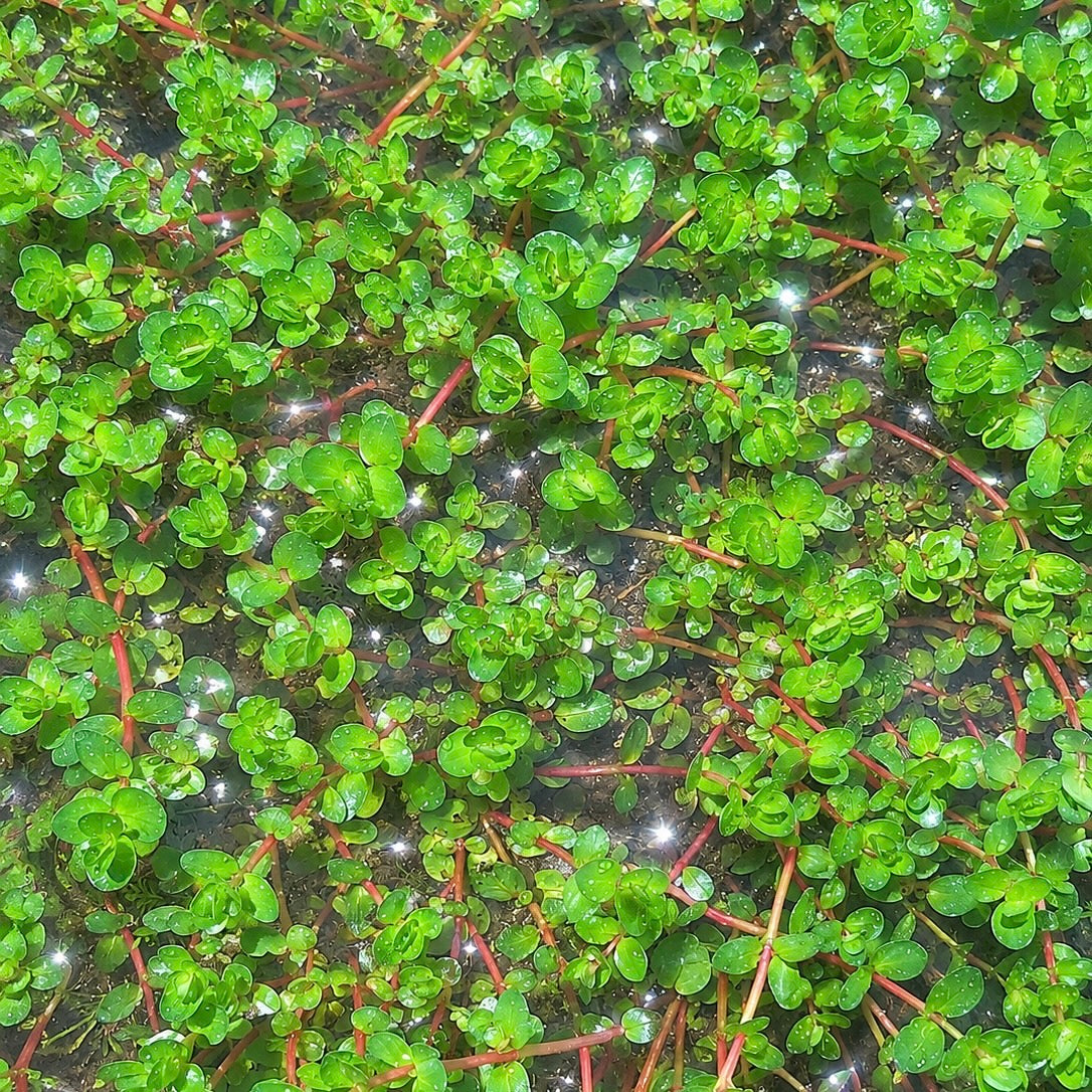Bundle 25+ Stems  6 Species Live Aquarium Plants Package BUY 2 GET 1 FREE