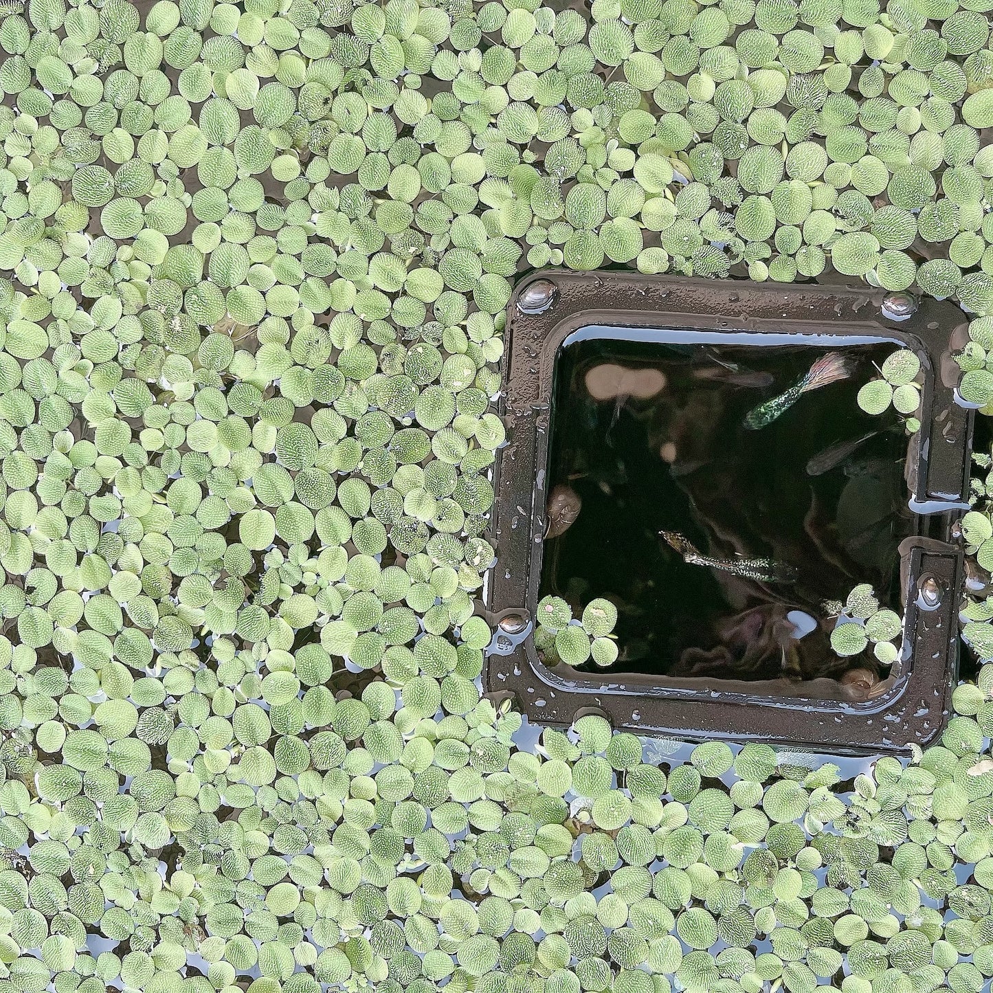 100+ Leaf Water Spangles Salvinia Minima Live Aquarium Plant Buy 2 Get 1 Free