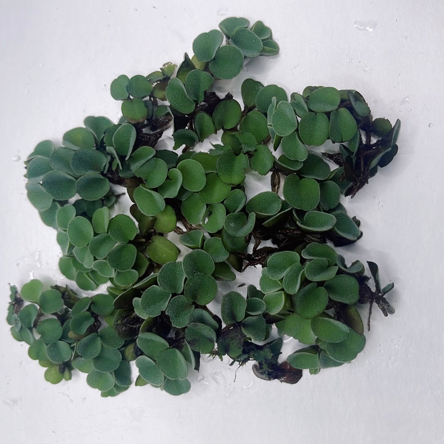 6 Different Species  Floating Plant Combo Mix Live Aquarium  Buy 2 Get 1 Free