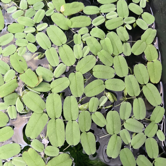 30+ Leaf Salvinia Oblongifolia