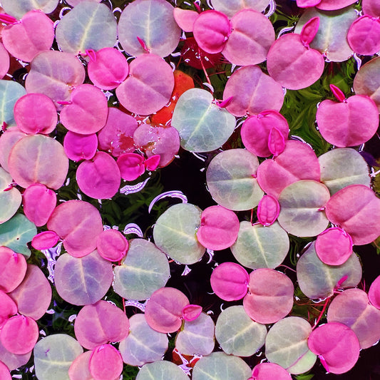 Red Root Floater – Live Floating Aquatic Plant (Portion ~50+ Leaves)