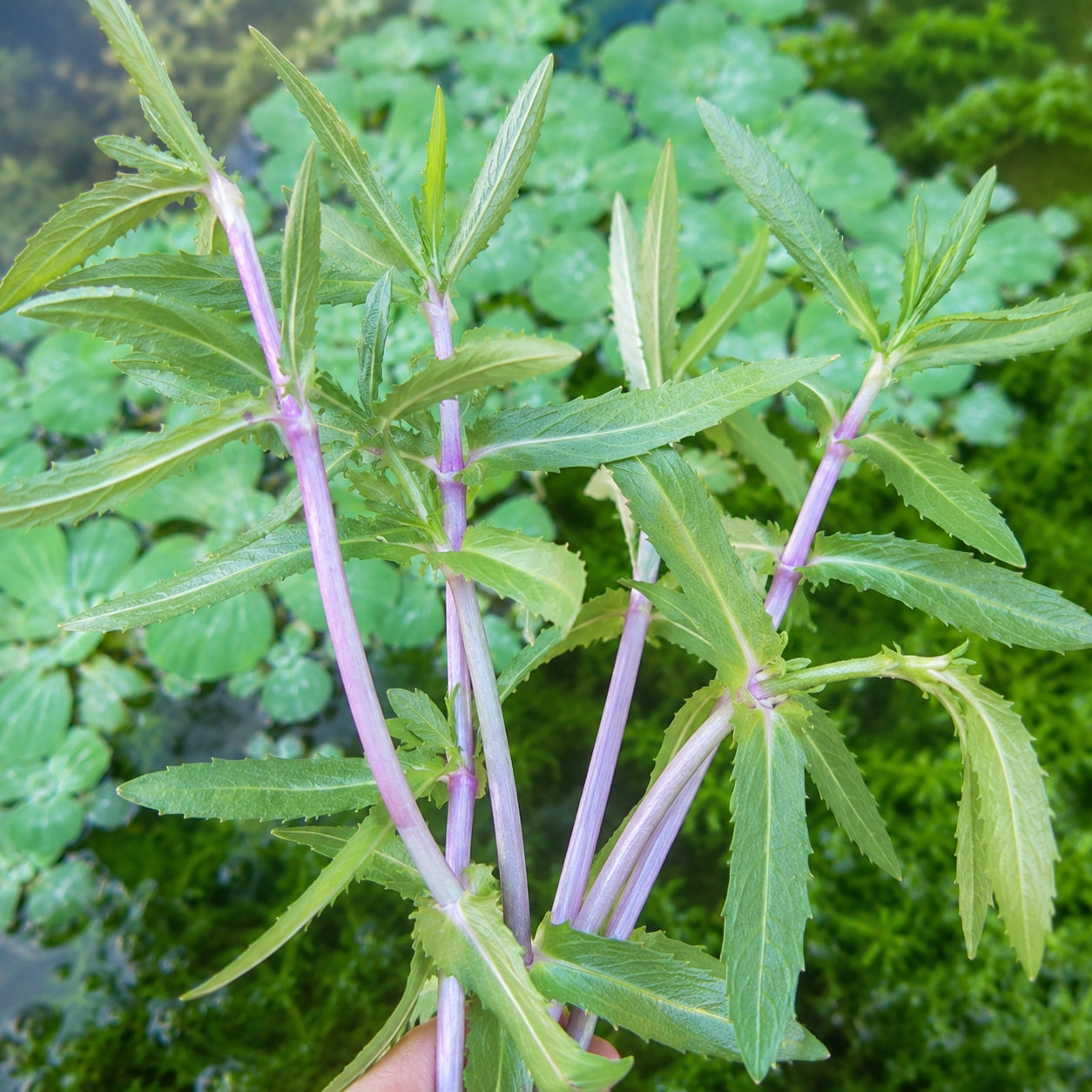 Combo :10 special live aquarium plant . Easy for beginners . BUY 2 GET 1 FREE