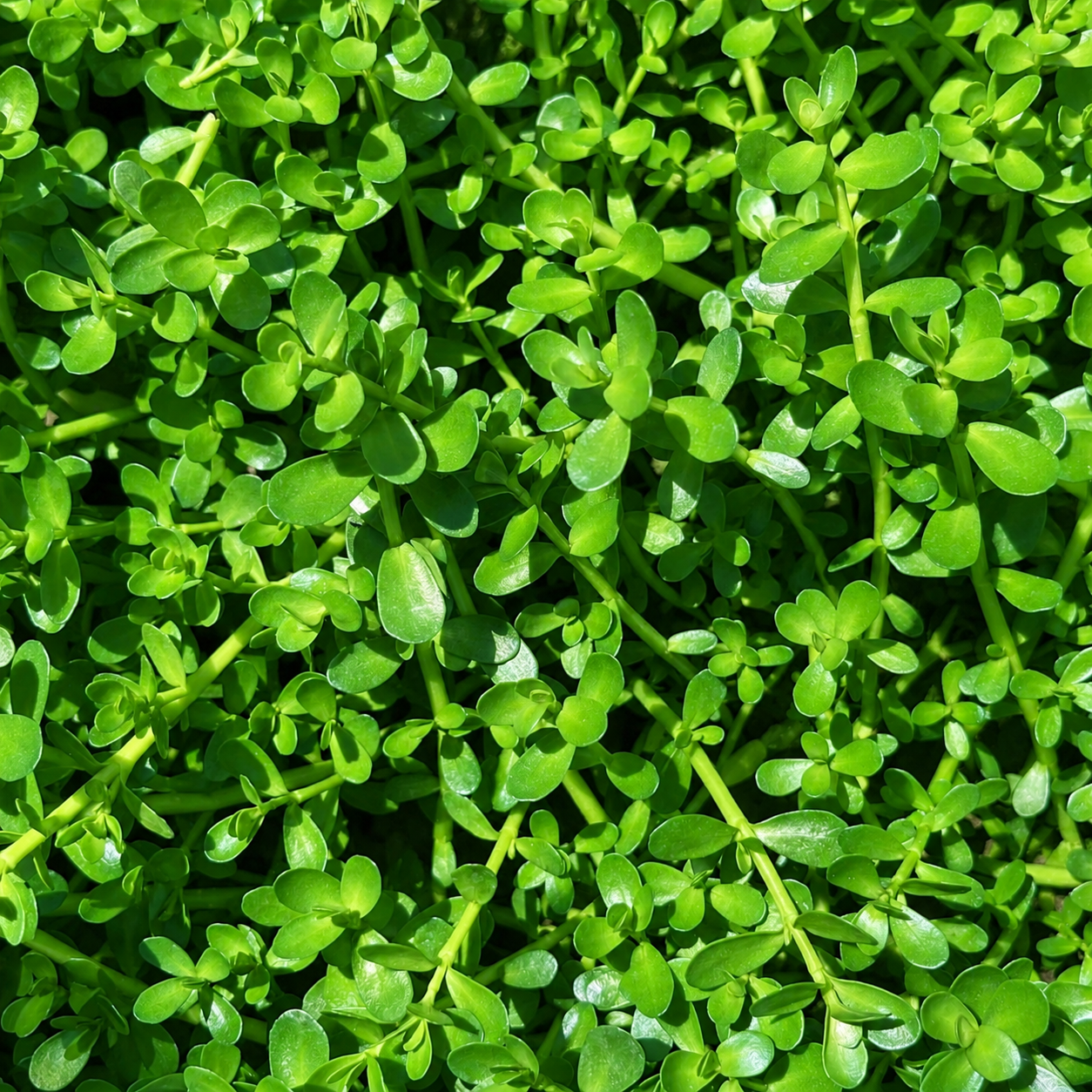 Combo  (4 Species Live Aquarium Plants ) Buy 2 Get 1 Free Easy For Beginner