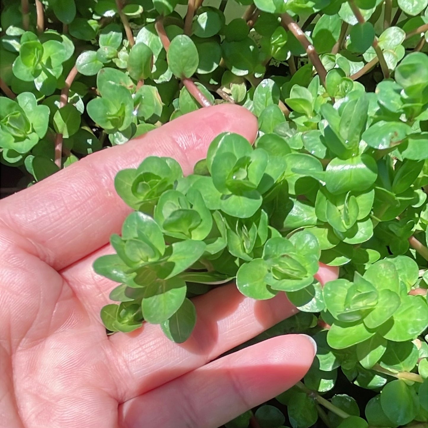 Combo :10 special live aquarium plant . Easy for beginners . BUY 2 GET 1 FREE