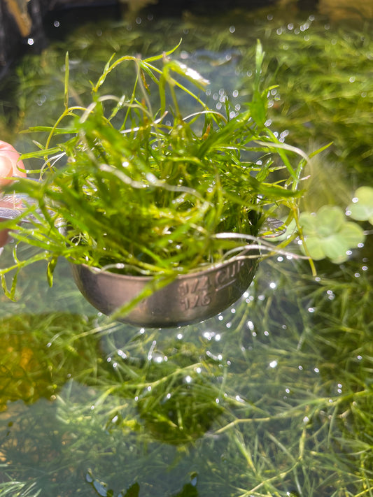 2 Ounce  Cup + Buy 2 Get 4 Free Guppy Grass Guadalupens Live Aquarium Plants