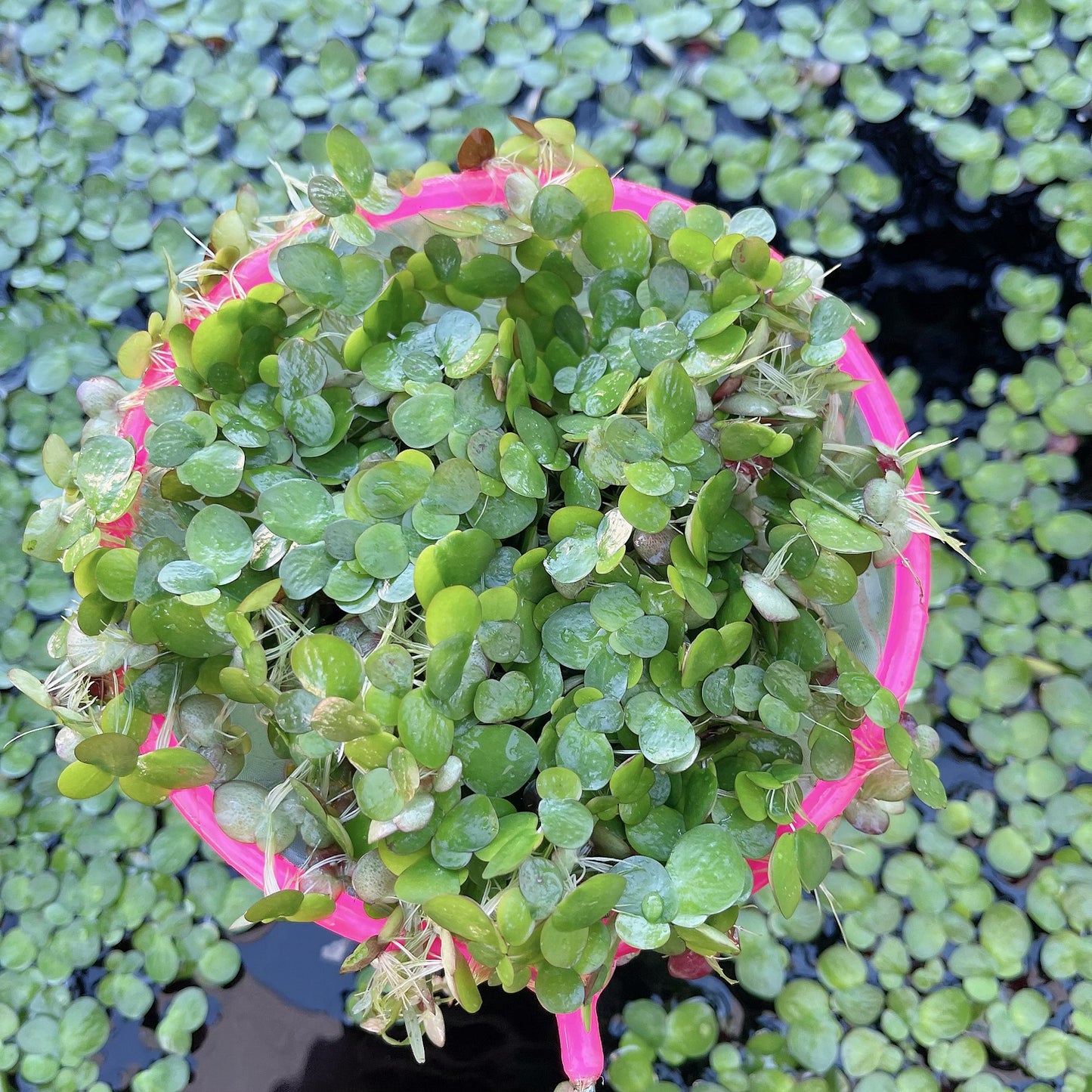6 Different Species  Floating Plant Combo Mix Live Aquarium  Buy 2 Get 1 Free