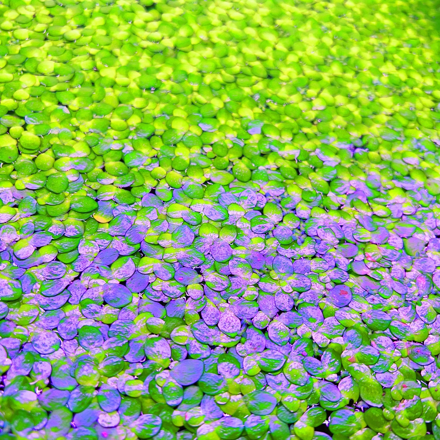 100+ Giant duckweed live floating aquarium plant buy 2 get 1 free