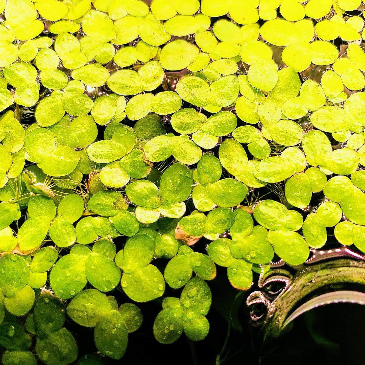 Combo:Red Root+Water Spangles +Giant Duckweed  Live Floating PlantBUY2GET 1 FREE