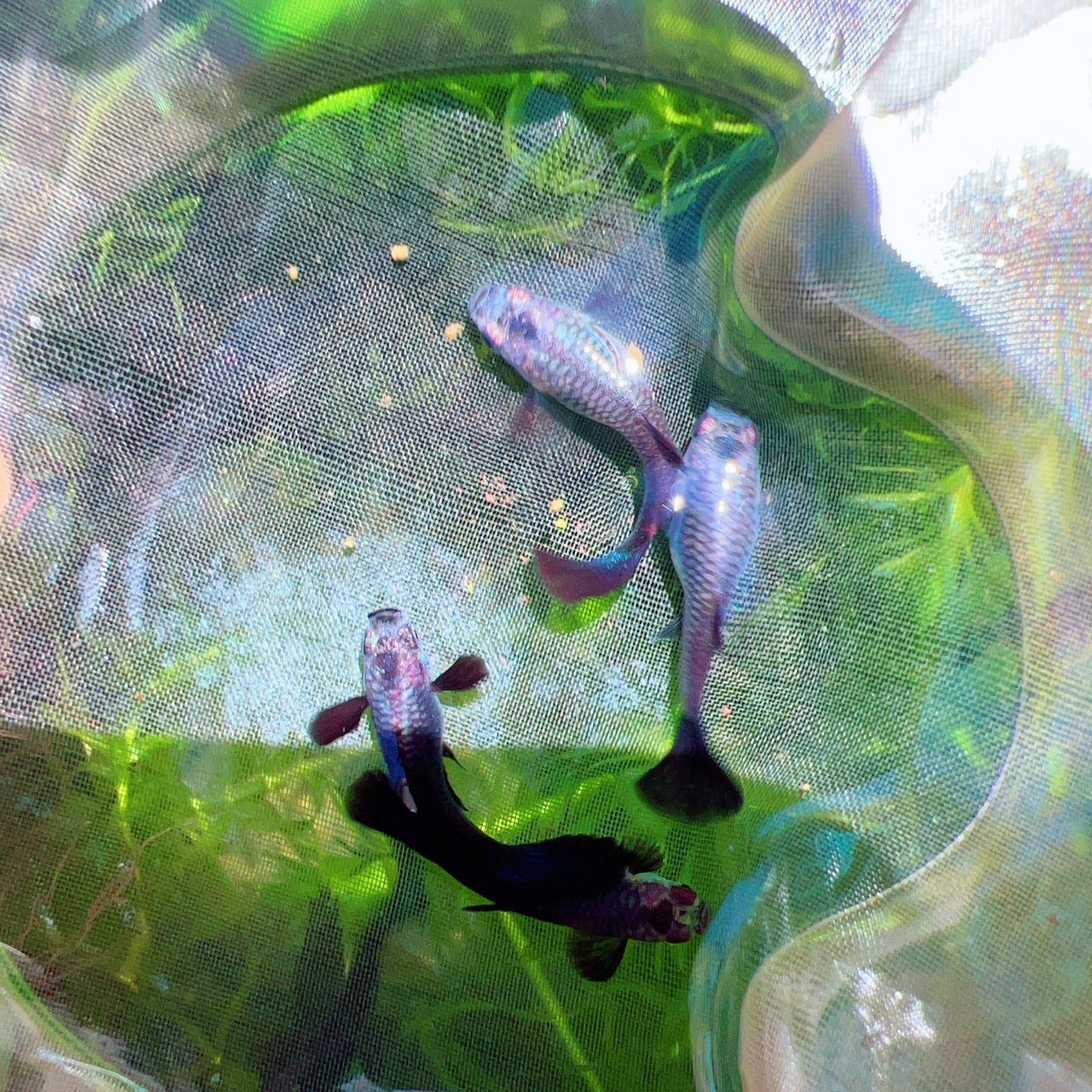 Dumbo Dark knight guppy fish