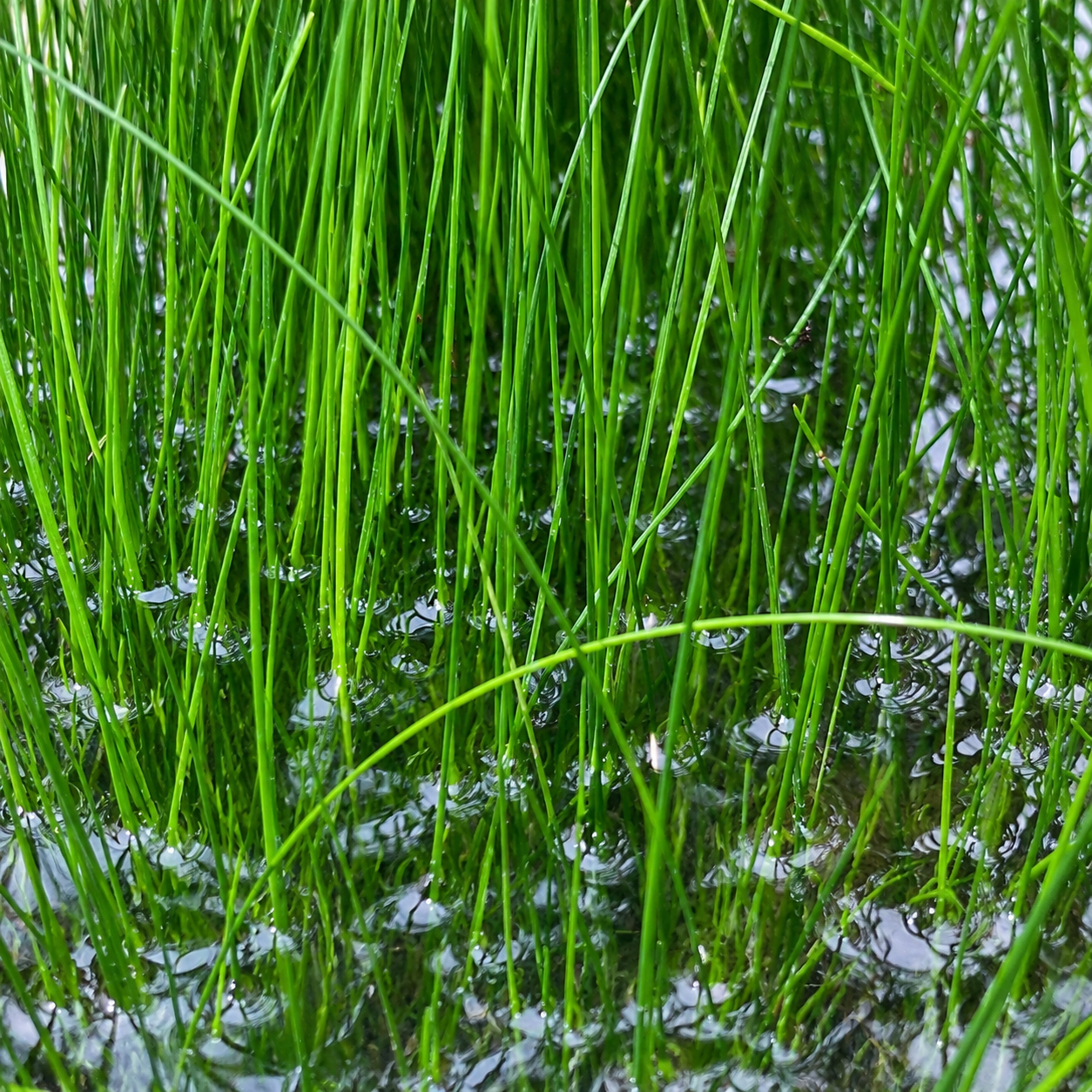 Combo :10 special live aquarium plant . Easy for beginners . BUY 2 GET 1 FREE