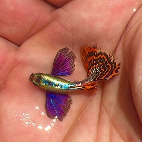 Dumbo mosaic guppy fish