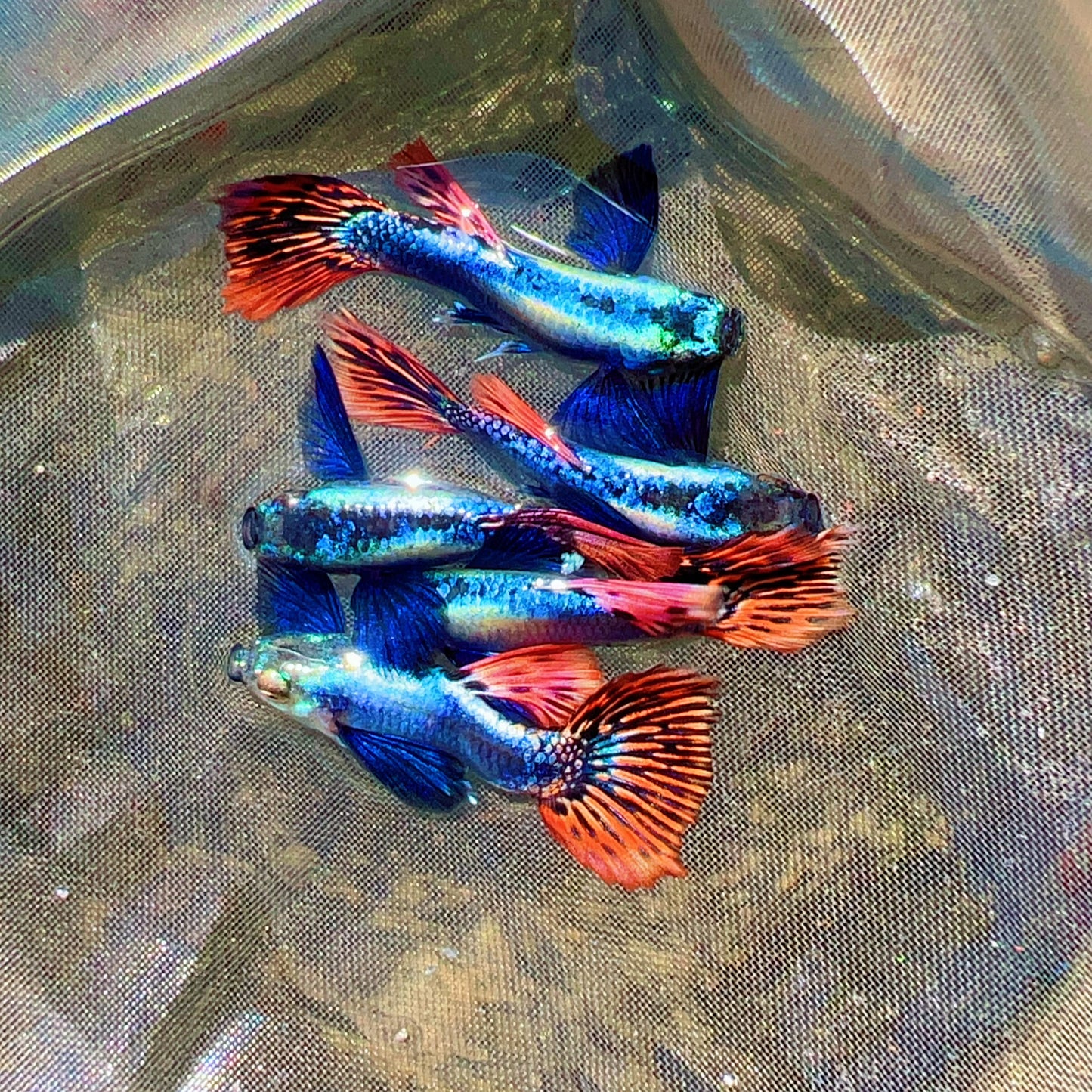 Dumbo mosaic guppy fish