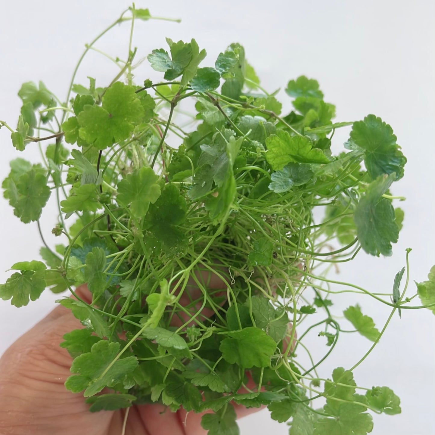 15+ Stems Hydrocotyle Tripartita buy 2 get 1 free