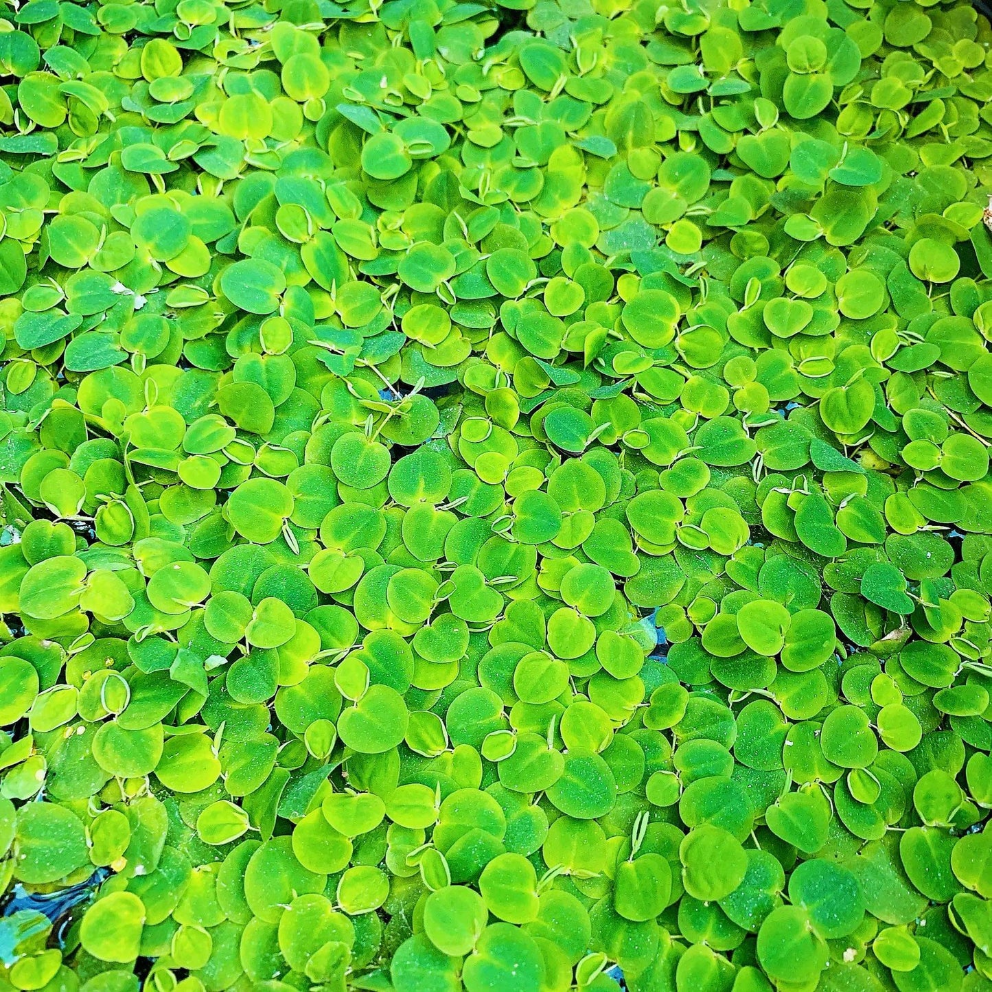 60+ Leaf Red Root Floaters Live  Aquarium Floating Plant Buy 2 Get 1 Free