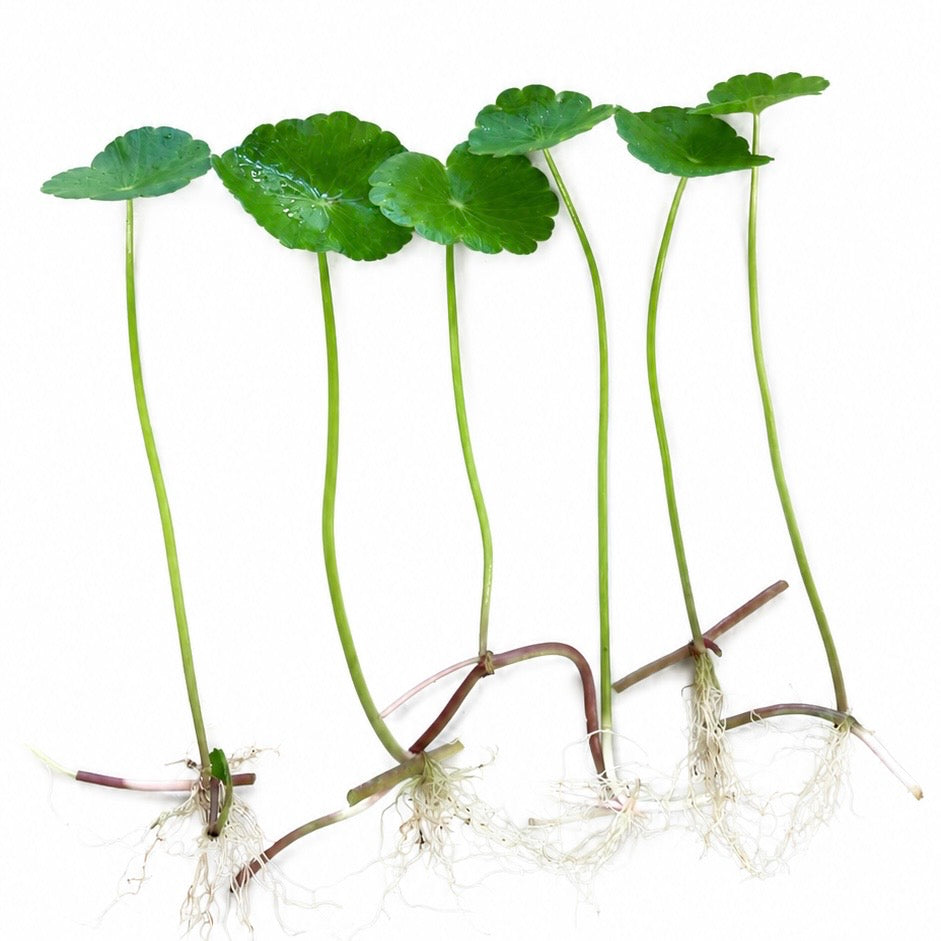 6+ plants Brazilian pennywort live aquarium plant easy for beginners. BUY 2 GET 1 FREE