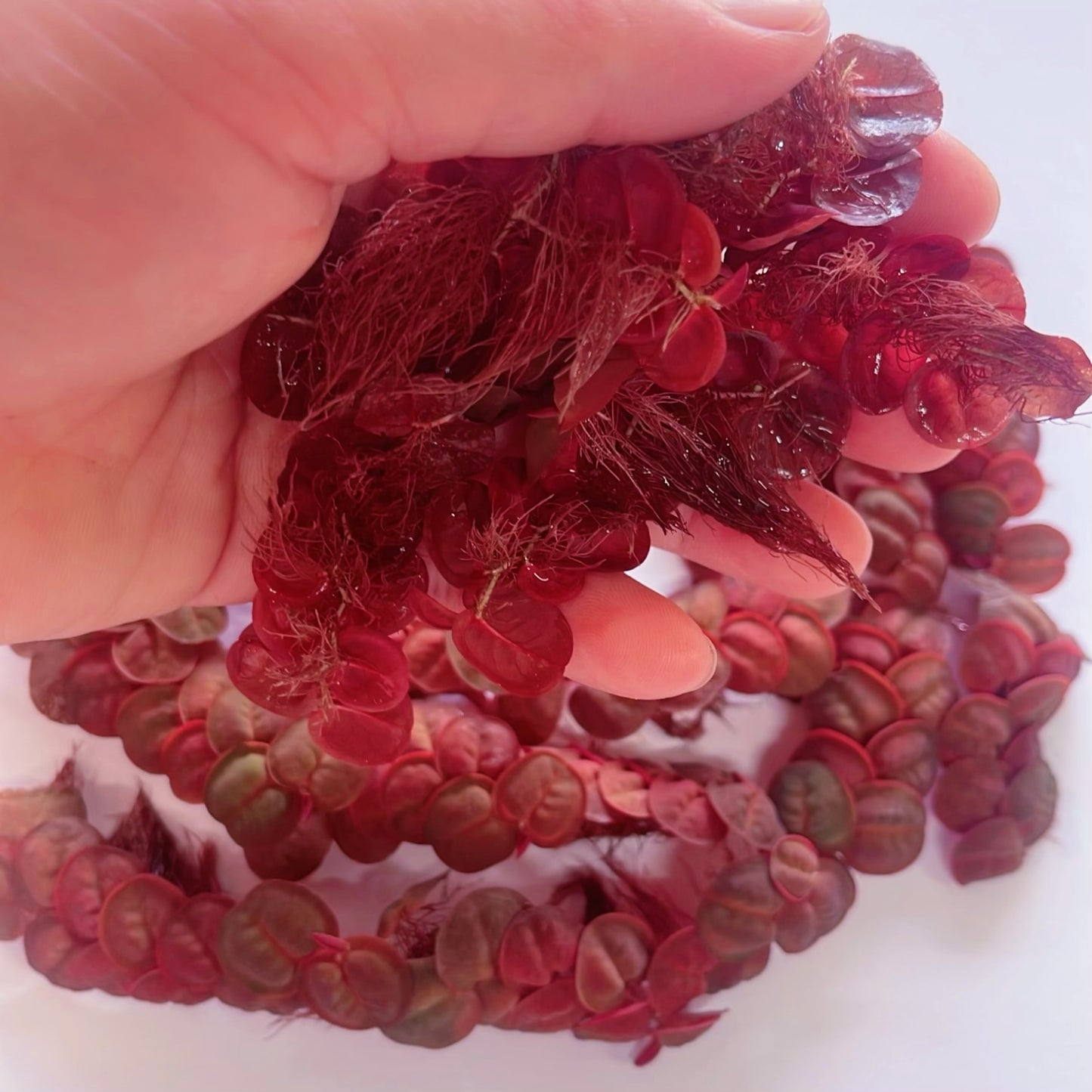 60+ Leaf Red Root Floaters Live  Aquarium Easy For Beginners