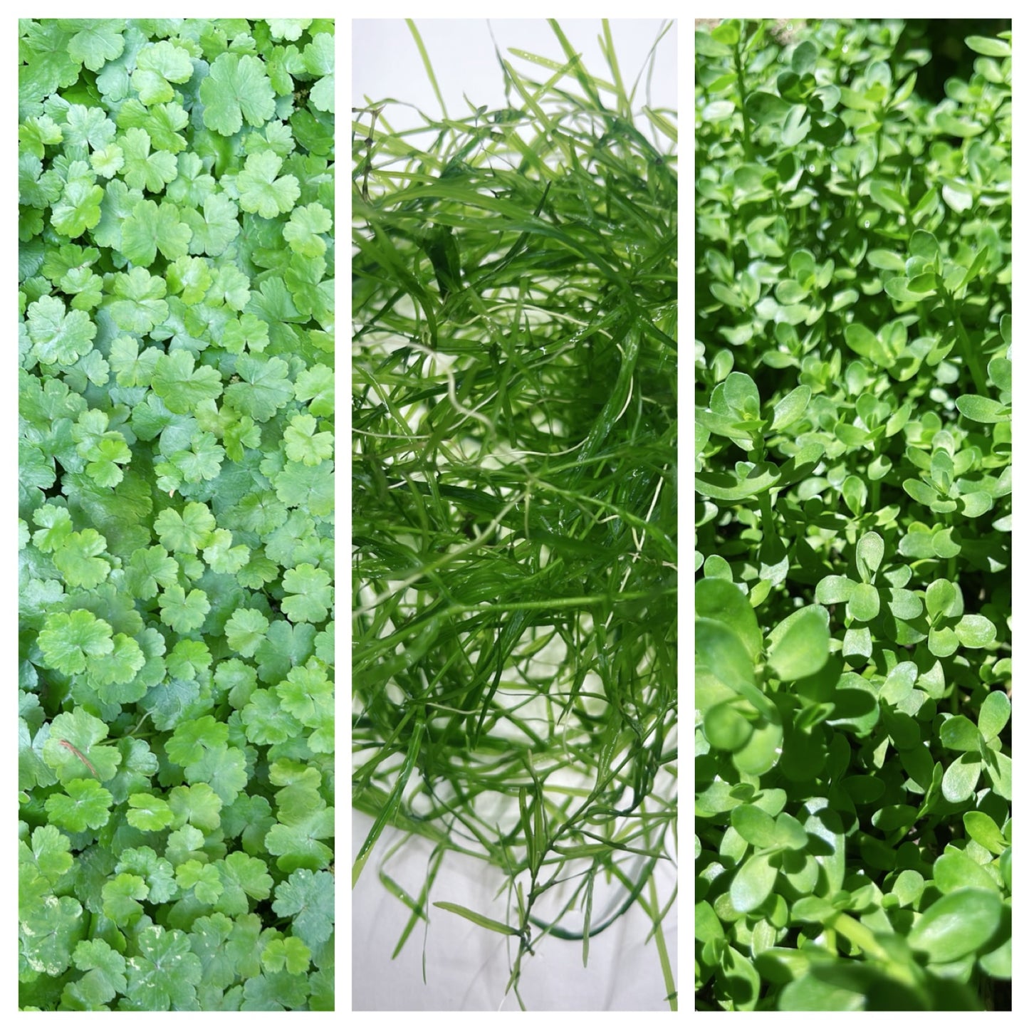 Combo : Japan Pennywort , Bacopa, Guppy Grass Buy 2 Get 1 Free