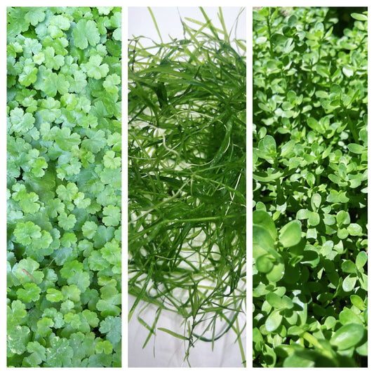 Combo : Japan Pennywort , Bacopa, Guppy Grass buy 2 get 1 free