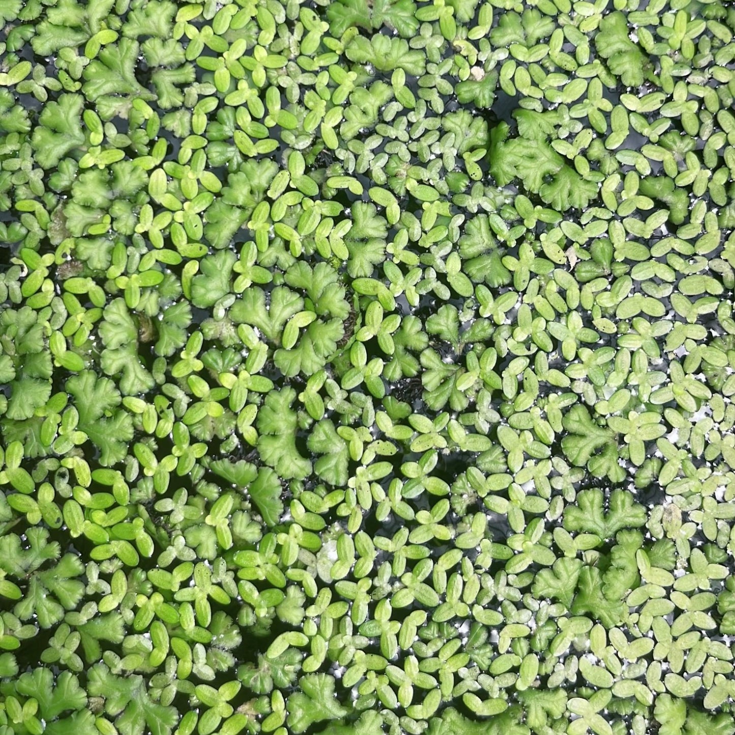 100+ purple fringed riccia & duckweed mixed buy 2 get 1 free