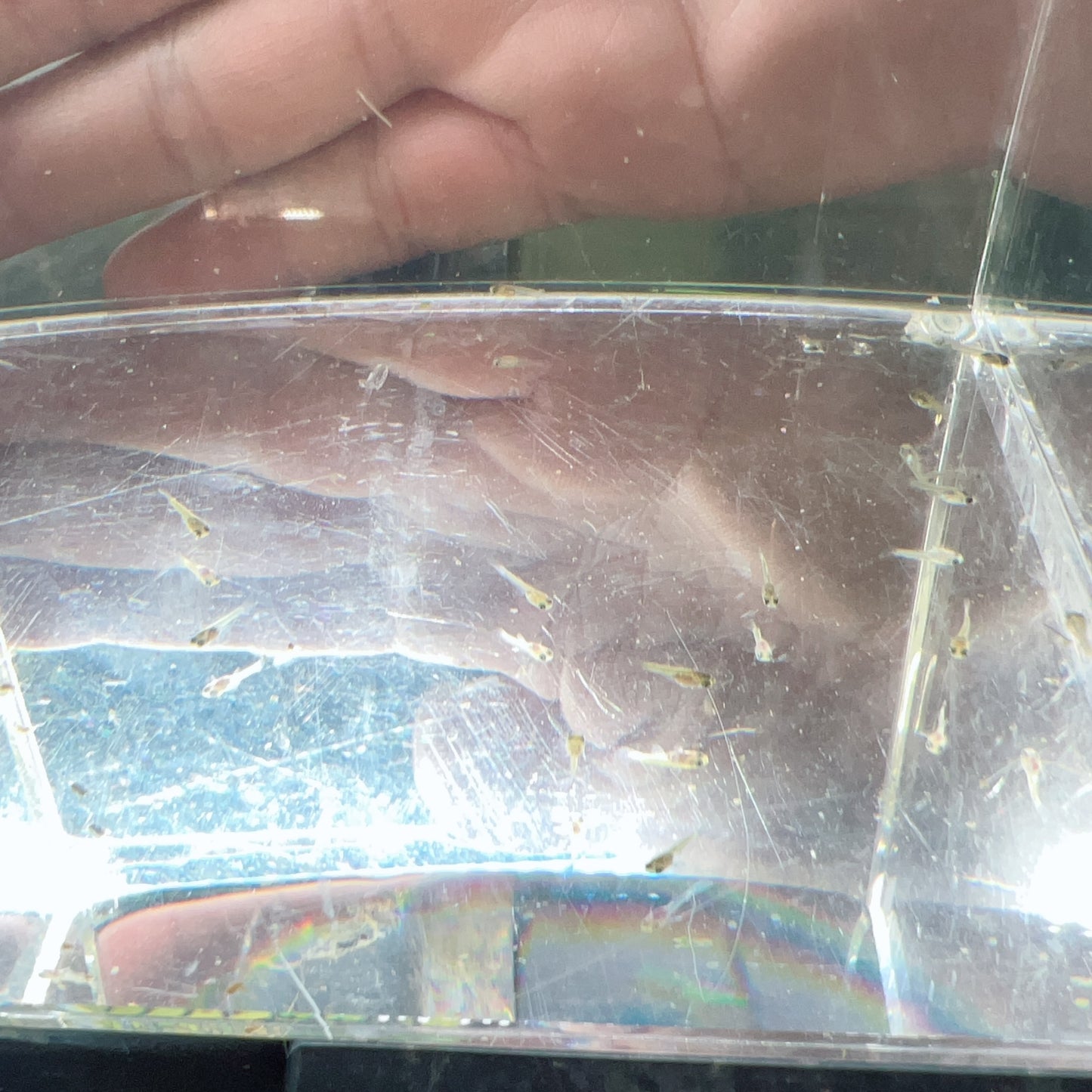 Blue red grass guppy