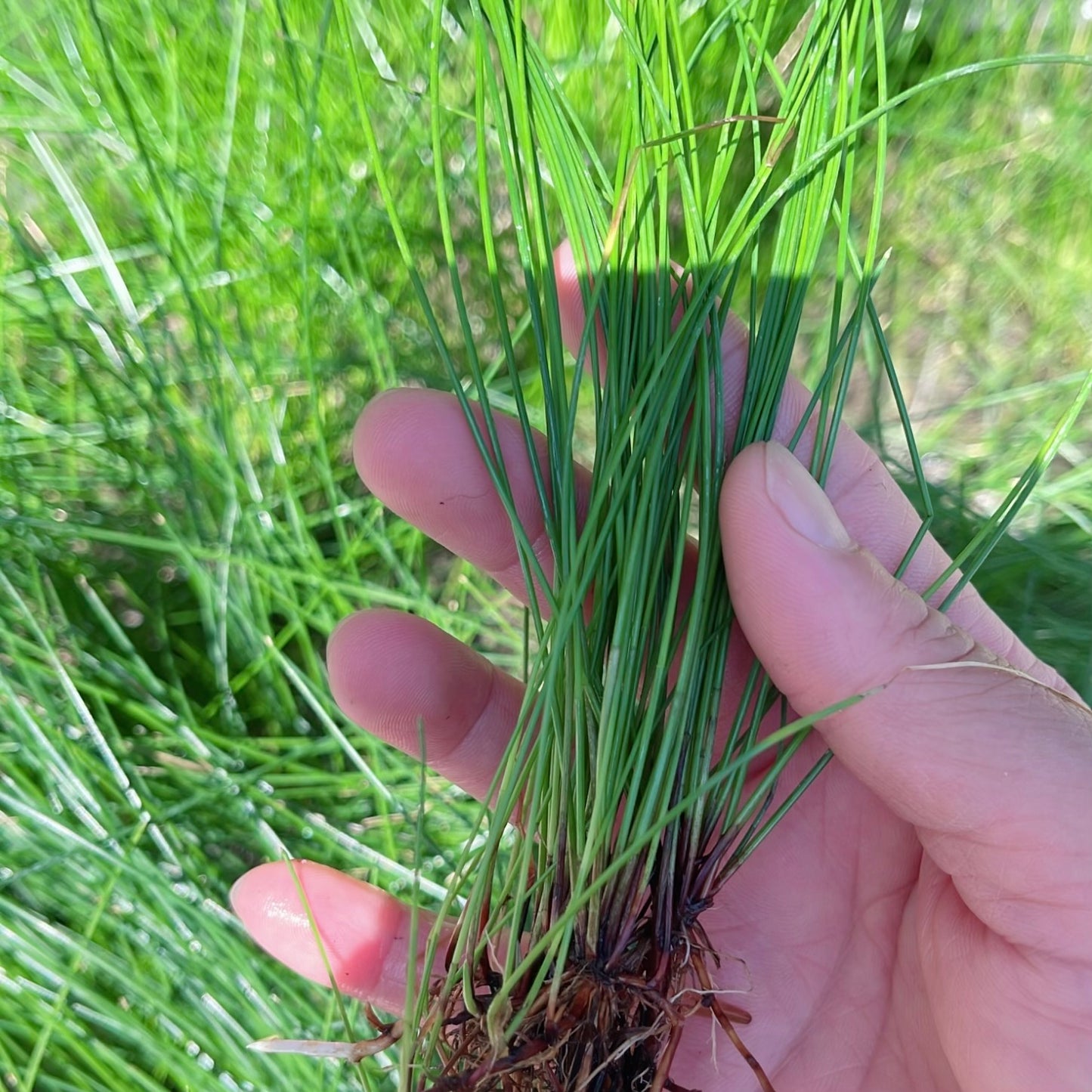 20+ plants giant hairgrass Eleocharis Vivipara live aquarium plant.BUY 2 GET 1 FREE