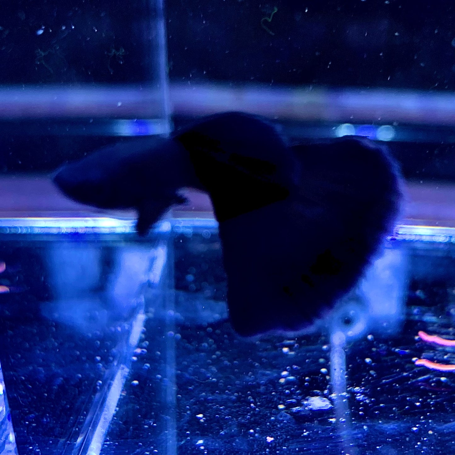 1 pair full black Moscow guppy