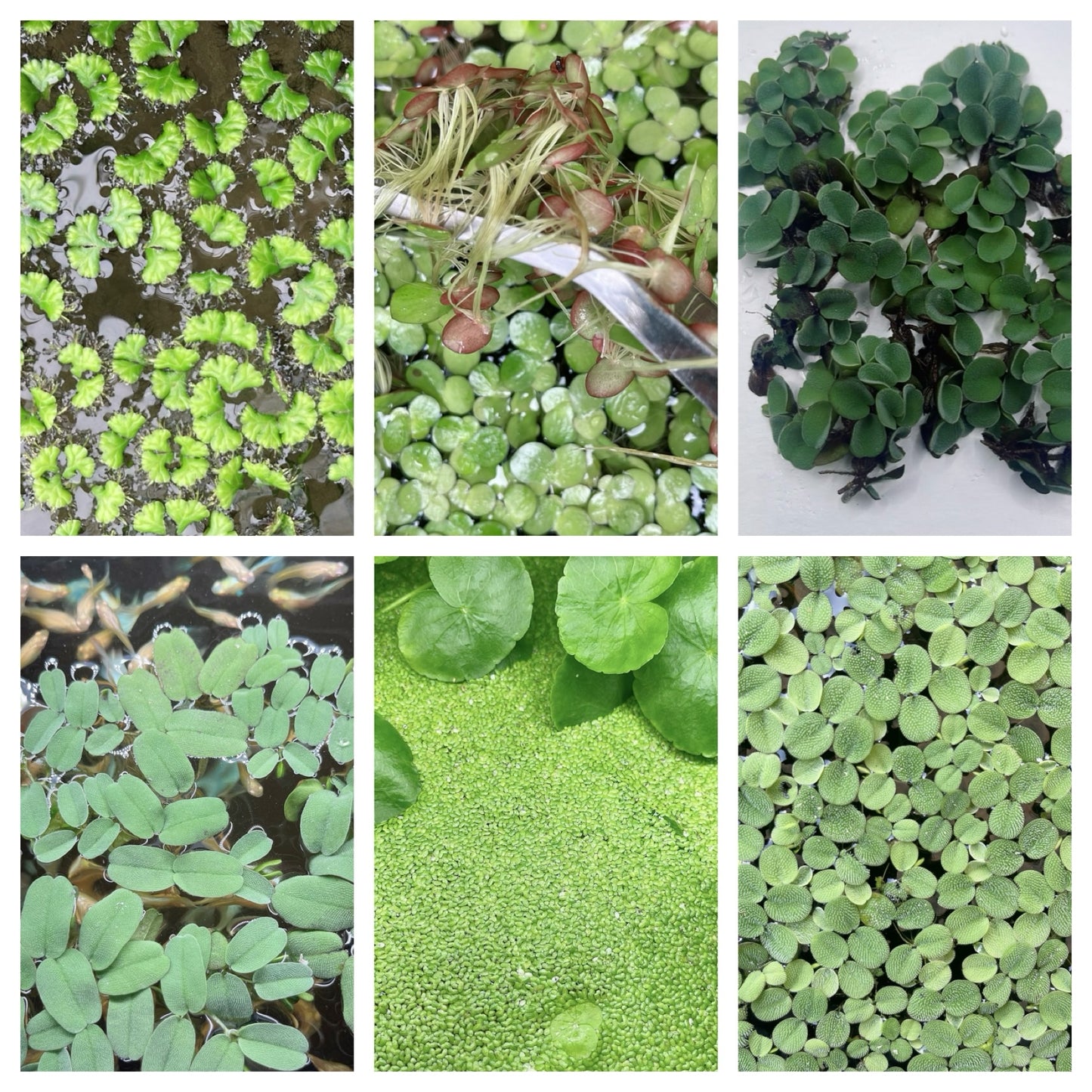 6 Different Species  Floating Plant Combo Mix Live Aquarium  Buy 2 Get 1 Free