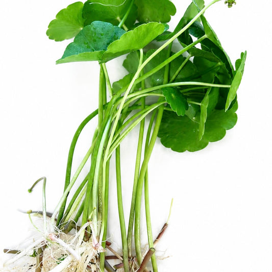 6+ plants Brazilian pennywort live aquarium plant easy for beginners. BUY 2 GET 1 FREE