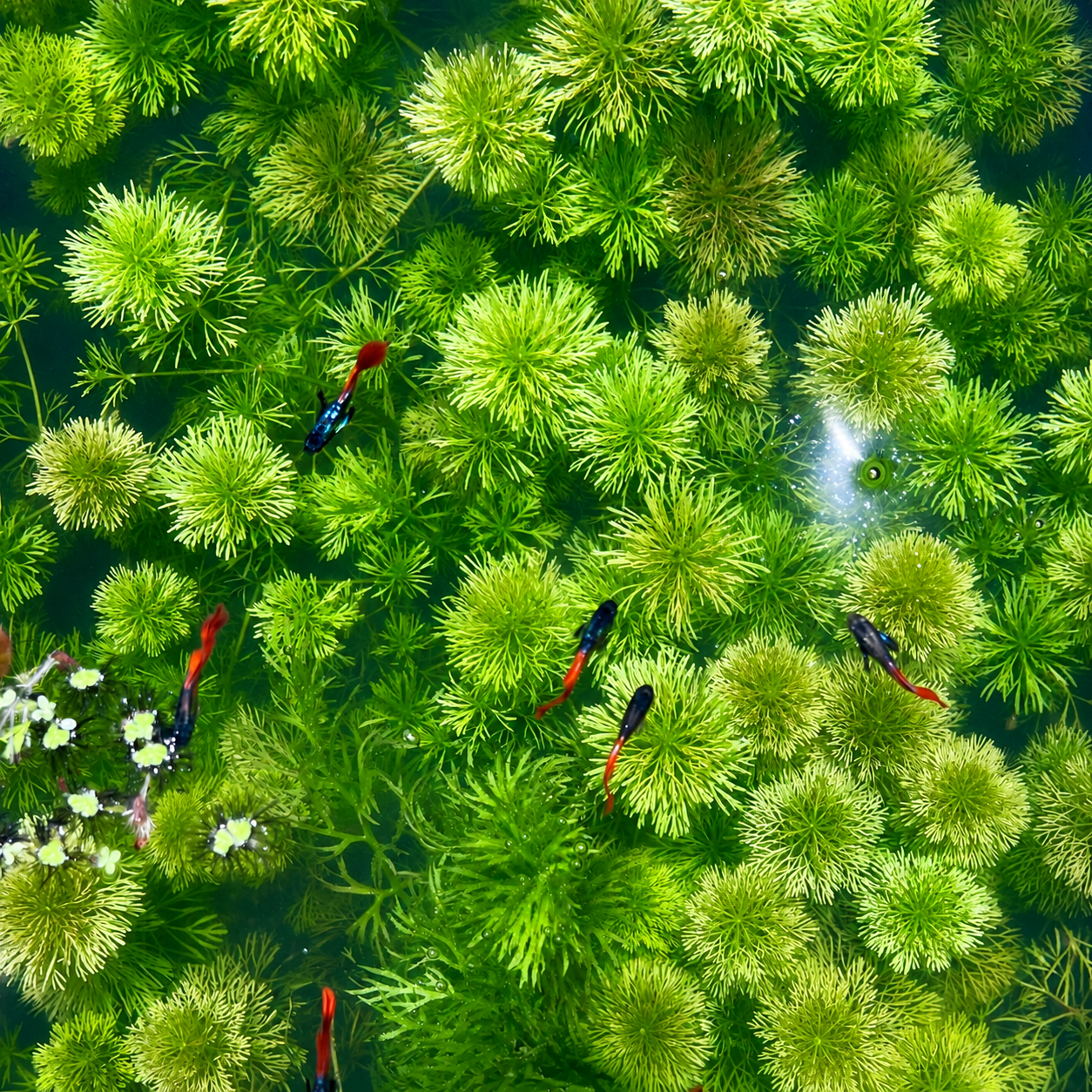 Combo: Ambulia + Guppy Grass+ Anacharis+  Pearl Weed Aquarium Plant BUY2GET1FREE
