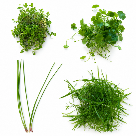 4-in-1 easy live aquarium plant ground cover plant bunch BUY 2 GET 1 FREE